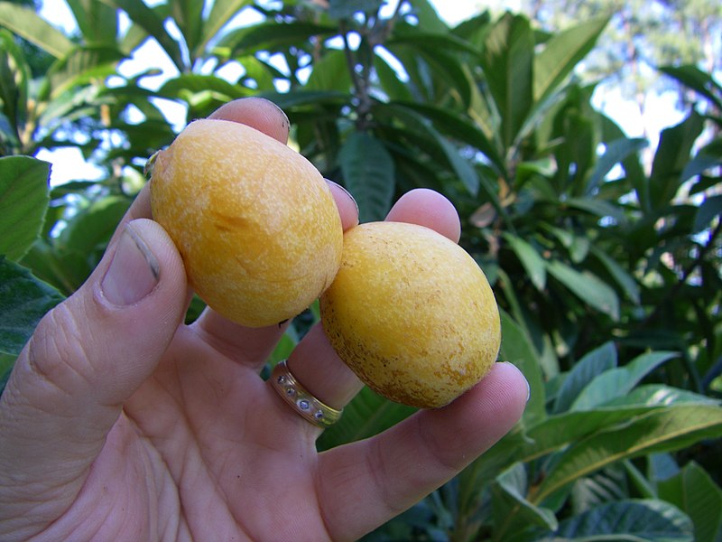 File:Two ripe and oblong Loquat fruits.JPG