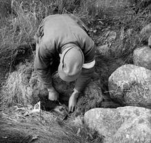 German soldier clearing a mine near Stavanger, Norway, August 1945 Tysk fange.png