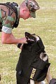 ボディアーマーを着用するアメリカ海軍の軍犬