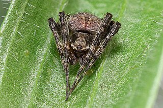 <i>Eustala</i> Genus of spiders