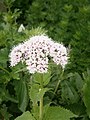 Valeriana pyrenaica