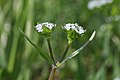 Valerianella locusta