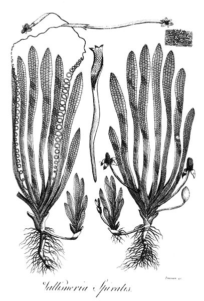 File:Vallisneria spiralis Erasmus Darwin 1789.jpg