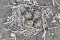 Vanellus cinereus (nest 4 eggs).JPG