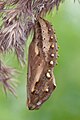 Chrysalis.