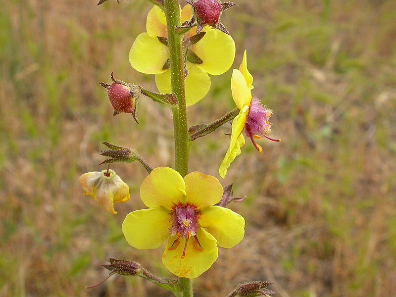 File:Verbascum blattaria (3741884952).jpg