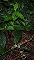 Vernonia scorpioides