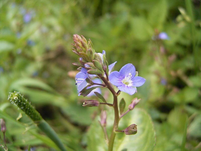 File:Veronica beccabunga bloemen2.jpg