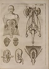 解剖書''Syntagma anatomicumの図