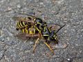 Vespula vulgaris