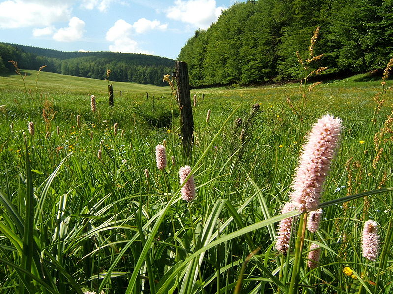 File:Vessertal wiesenknoeterich.jpg