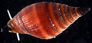 <i>Vexillum emiliae</i> Species of gastropod