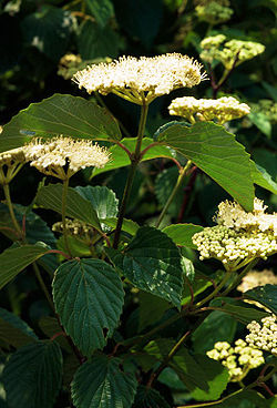 Viburnum dentatum flowers.jpg