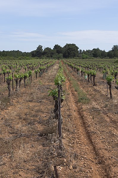 File:Vineyard, Pinet, Hérault 10.jpg