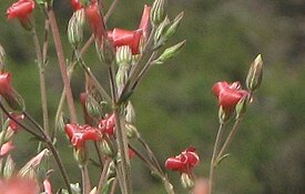 Viviania marifolia