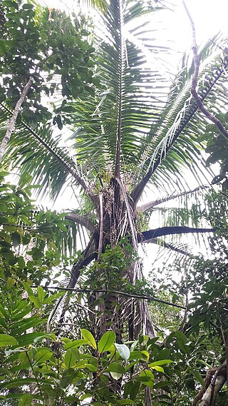 <i>Voanioala</i> Genus of palms