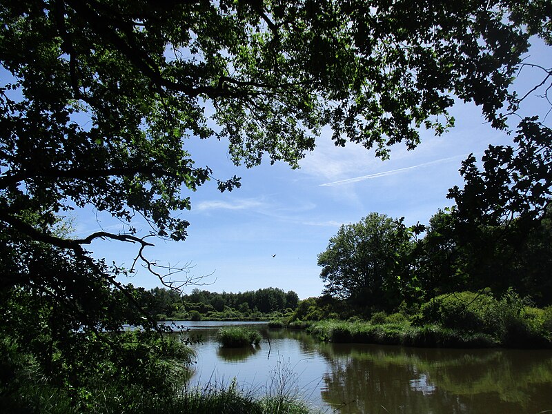 File:Vue de l'étang Bouteiller avec héron au loin, à Bélâbre.jpg