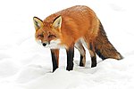 Thumbnail for File:Vulpes vulpes ssp fulvus 6568074.jpg