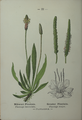 Plantago major plate 22 in: Wayside and woodland blossoms, 1895