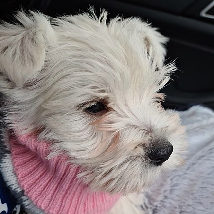 A Westie Puppy