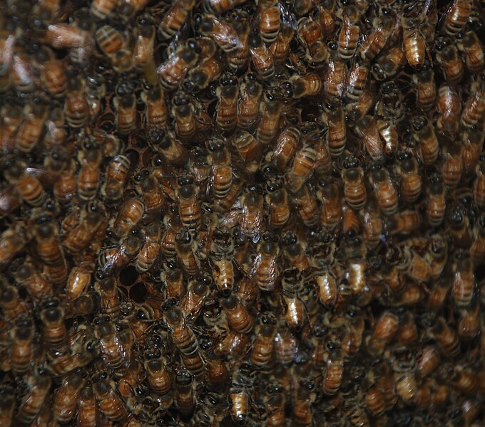 File:Washington DC Zoo - bees 1.jpg