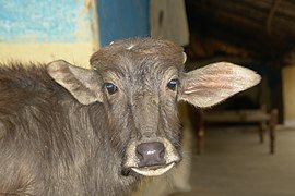 Bufflon en Inde.