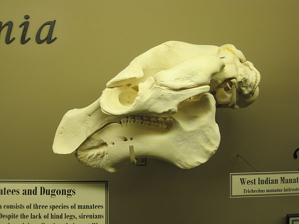 Skull of a West Indian manatee, the Museum of Osteology, Oklahoma City