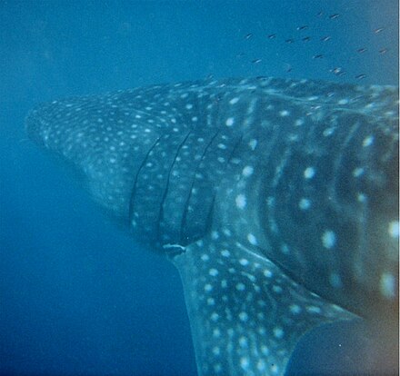 Whale shark on Ningaloo Reef