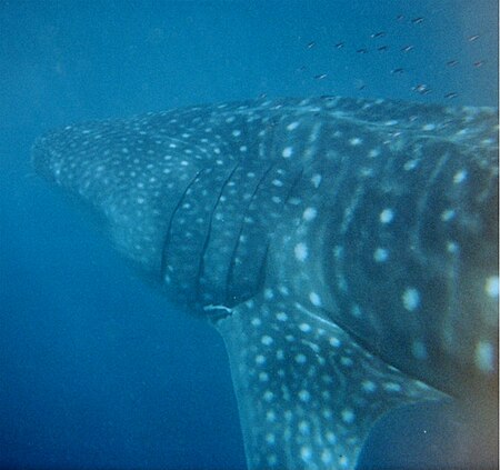ไฟล์:Whale_shark_Australia.jpg