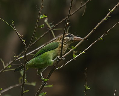 White-cheeked barbet