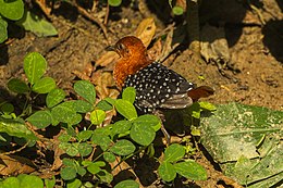 Pettyegetett bolyhosfarkú (Sarothrura pulchra)