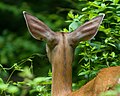 White-tailed deer in Rock Creek Park.jpg