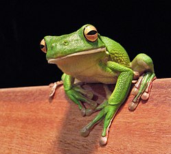 Litoria infrafrenata la plej granda el la specioj