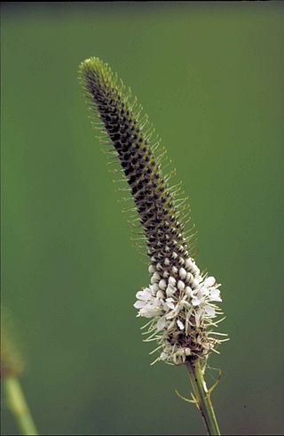 <i>Dalea</i> Genus of legumes