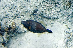 American whitespotted filefish (Cantherhines macrocerus) Whitespotted filefish Cantherhines macrocerus (4683410915).jpg