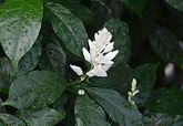 Whitfieldia elongata (Acanthaceae)