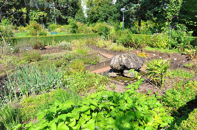 File:Wikipedia 13. Fotoworkshop Botanischer Garten Erlangen 2013 by-RaBoe 027.jpg