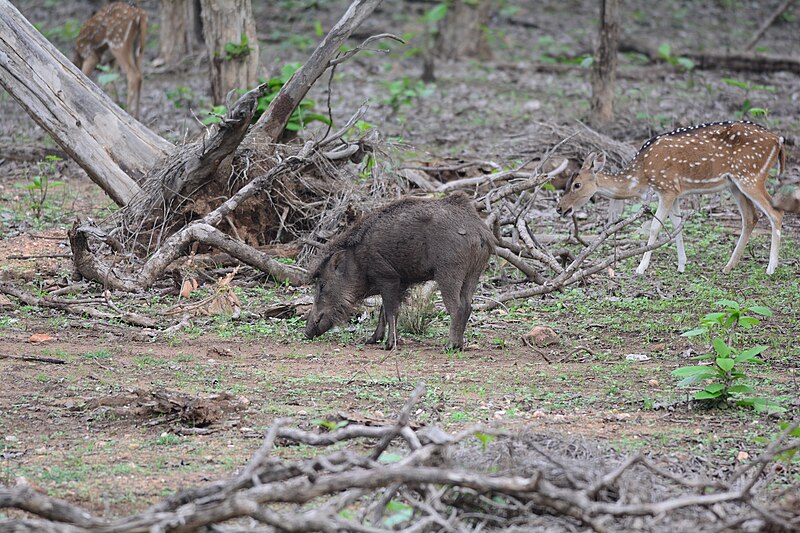 File:Wild boar (Sus scrofa) and Cheetal (Axis axis).jpg