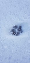 Canis lupus footprint in snow, Slovakia