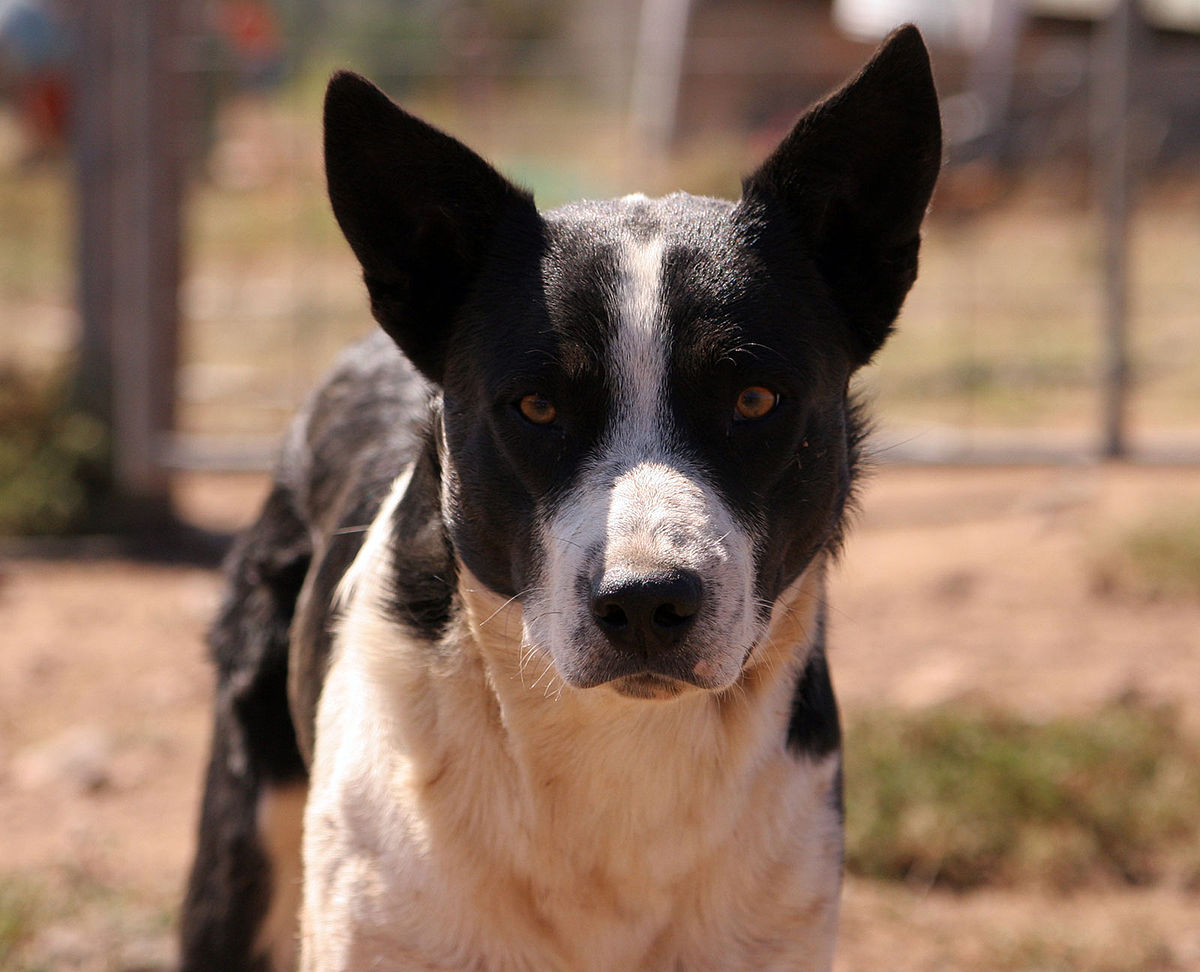 Working dog - Wikipedia