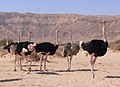 Ostrich farm, Chay Bar Yotvata, Israel