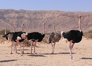 להקת יענים בחי-בר יטבתה