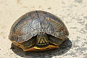 Yellow-bellied slider, Trachemys scripta scripta