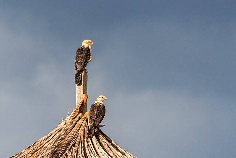 File:Yellow-headed Caracara - Caricare sabanero (Milvago chimachima cordatus) (22972613346).jpg