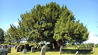 Yew tree, Church of St Andrew, Awre, August 2021.jpg