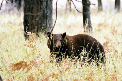 Een foeragerende, geoormerkte Amerikaanse zwarte beer in de Yosemite Valley