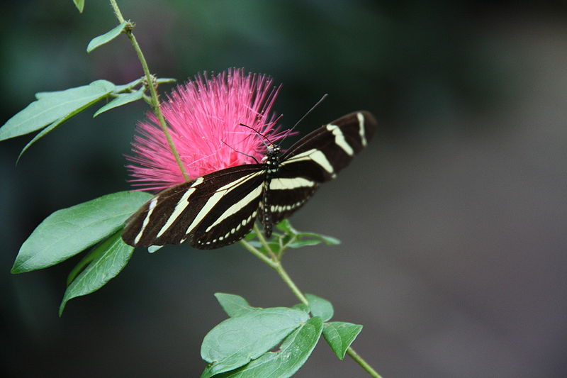 File:Zebravlinder - Dierenpark Emmen.jpg