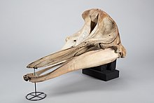 Skull of Cuvier's beaked whale Ziphius cavirostris (Goose-beak Whale; Momori) (48741567652).jpg