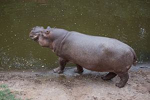 Zoo de América - Hipopótamo - 20130317 173114.jpg