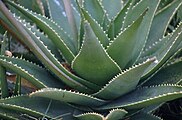 Aloe vera